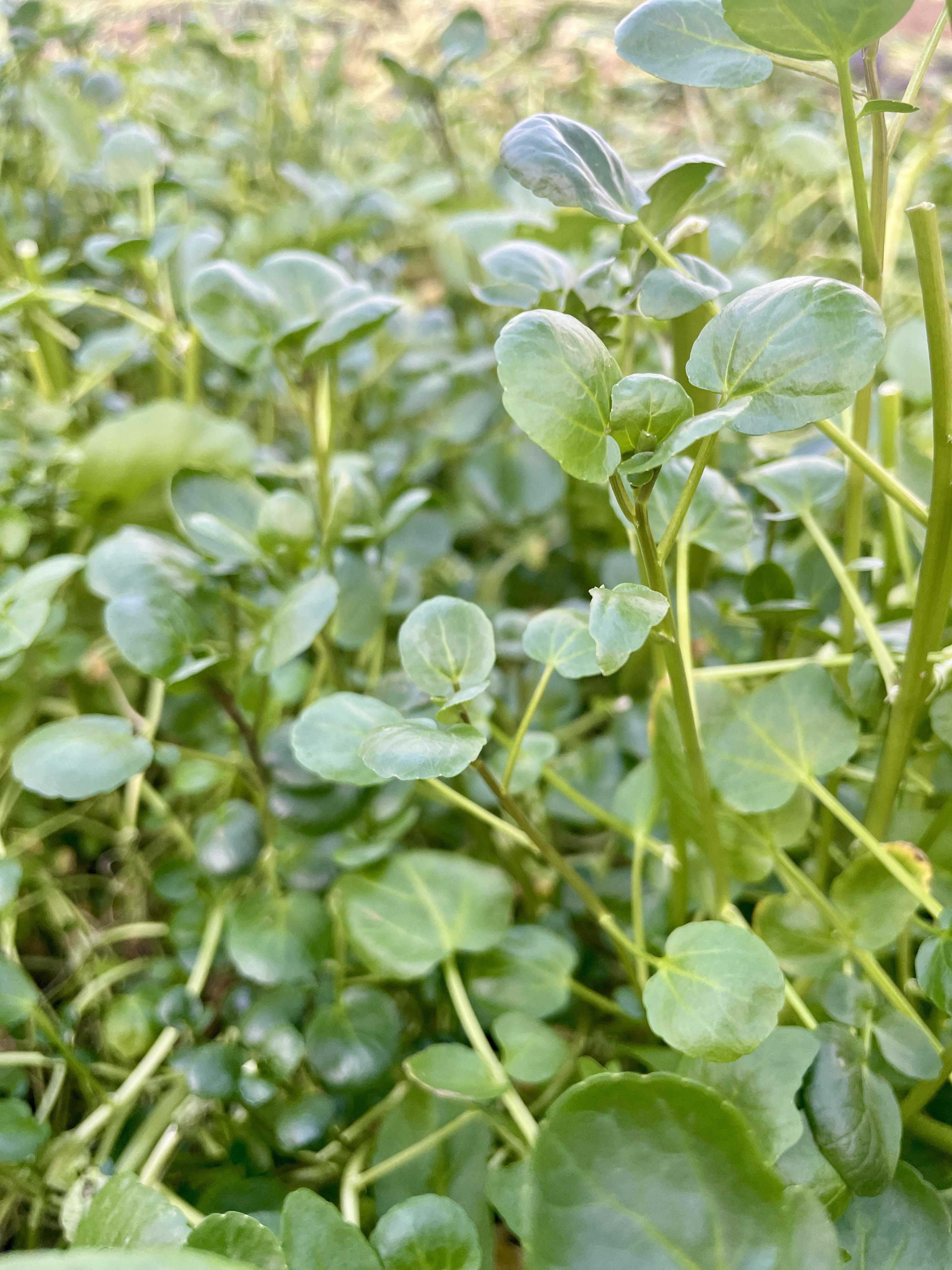 Brunnenkresse