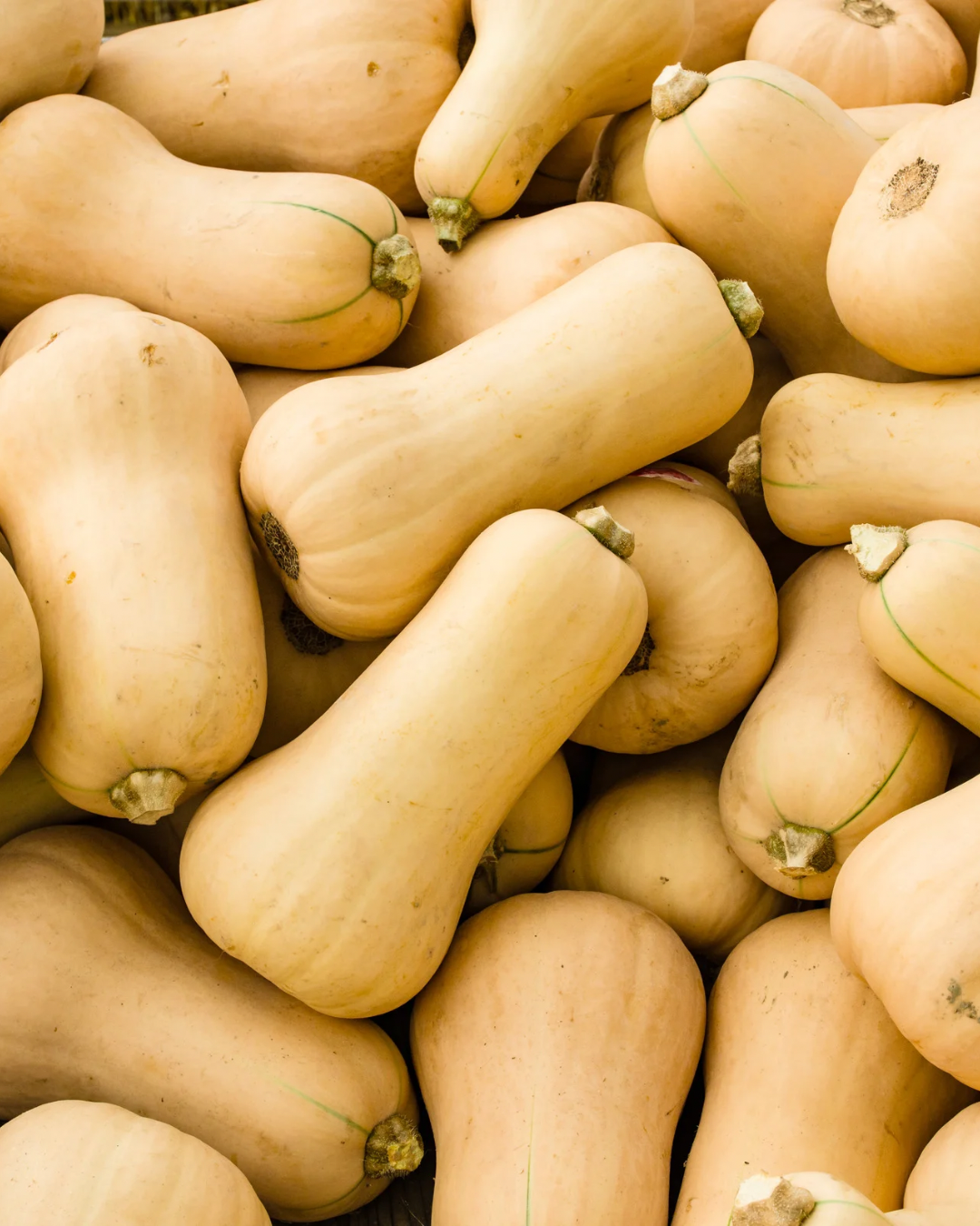 Butternut Kürbisse