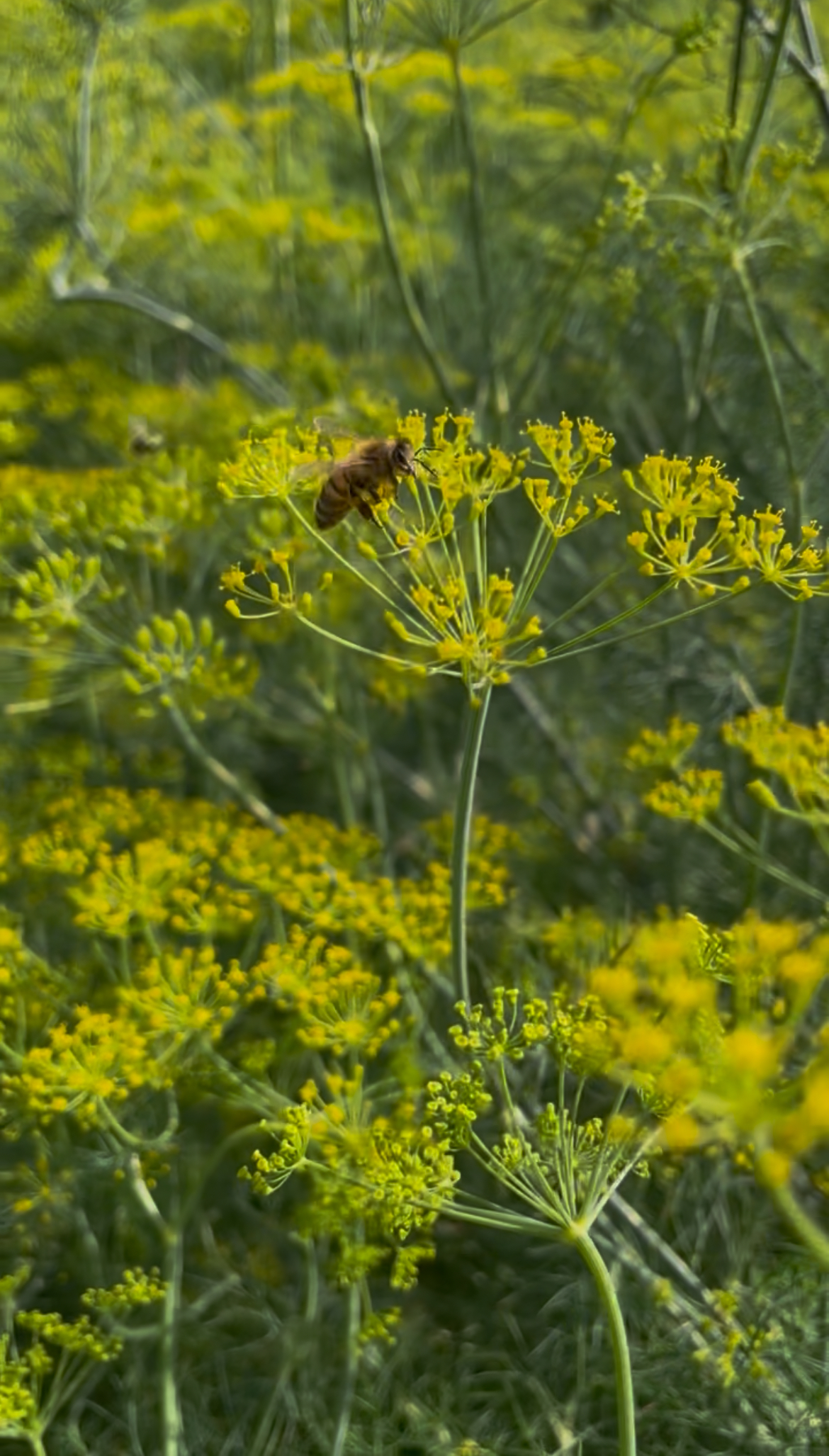 Dill Blüten