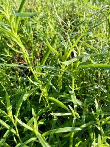 Estragon