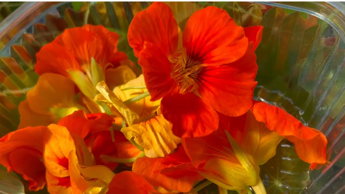Kapuzinerkresseblüten