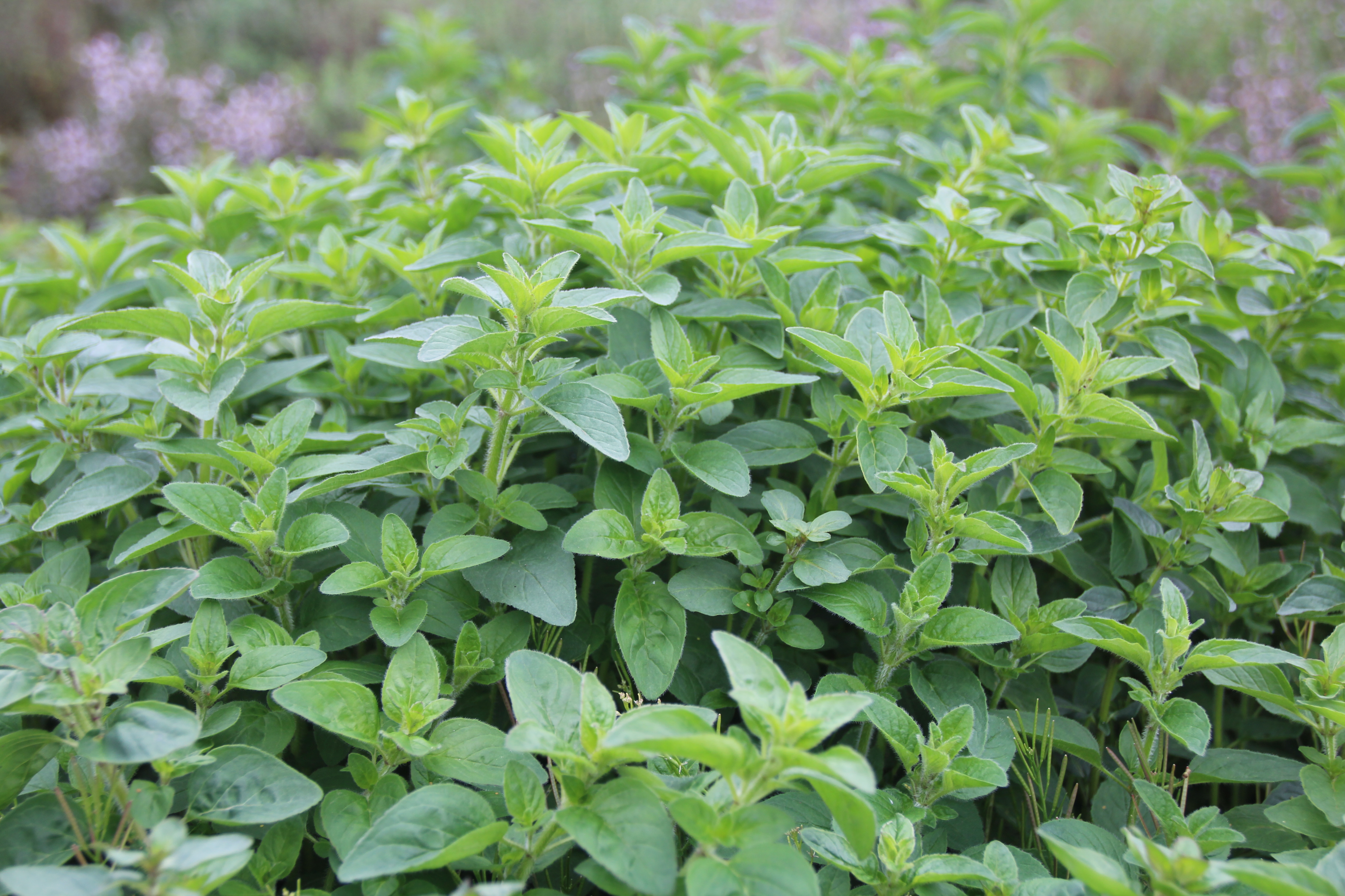 Oregano